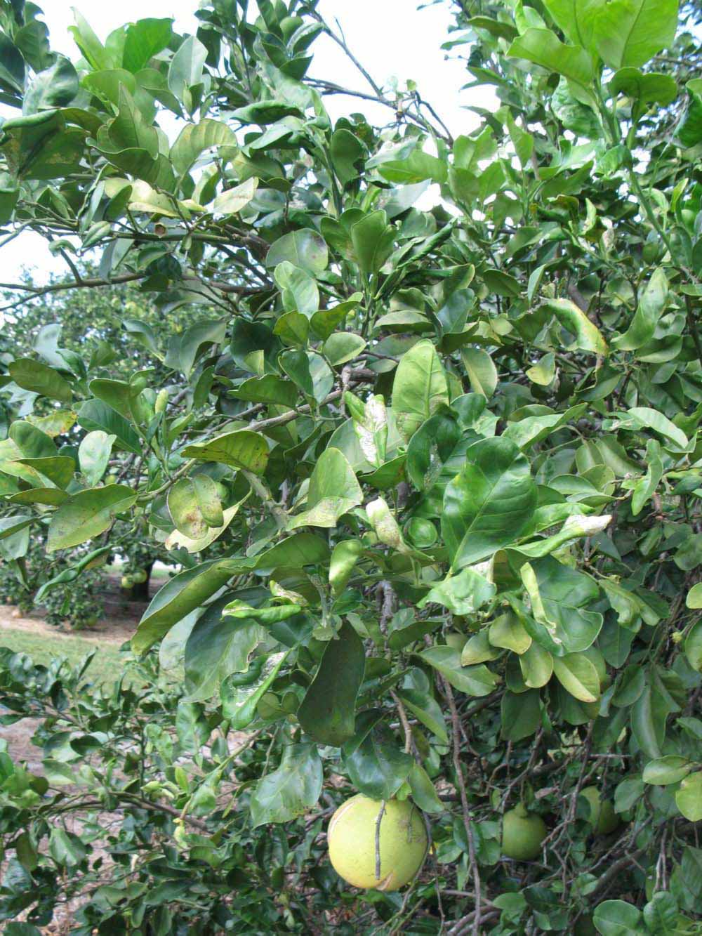              Sun leaves (Winter Haven, FL)       